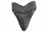Fossil Megalodon Tooth - South Carolina #352207-2